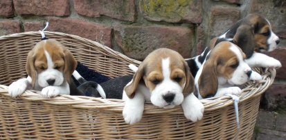 Korb voll Beagle